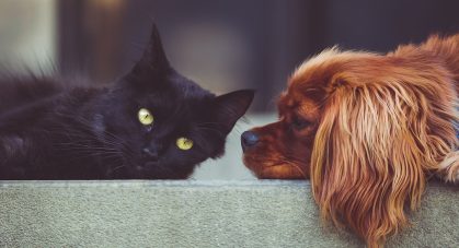 dog-2606759_1280
